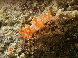 Coryphellina sp