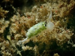 Costasiella fridae