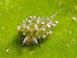Costasiella kuroshimae