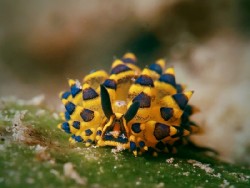 Costasiella mandorahae
