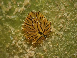 Costasiella sp. 4