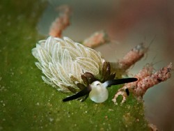Costsiella usagi