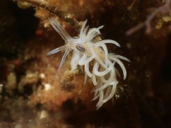 Cratena cf lineata