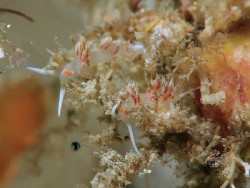 Cratena sp. 2