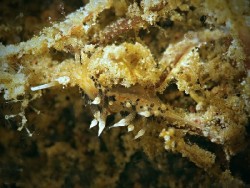 Cratena sp. 5