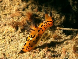 Crimora lutea