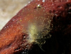 Cyerce elegans