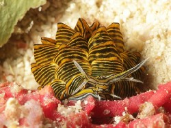 Cyerce nigra
