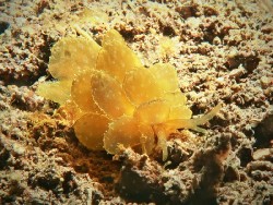 Cyerce pavonina