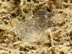 Cyerce sp. 4