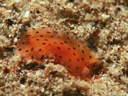 Dendrodoris guttata