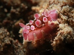 Dendrodoris krusensternii