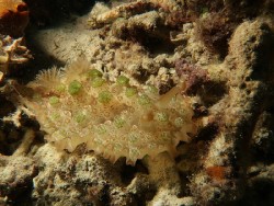 Dendrodoris tuberculosa
