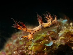 Dendronotus regius s
