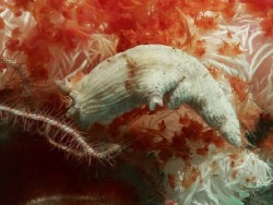 Dermatobranchus fasciatus