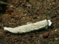 Dermatobranchus sp.