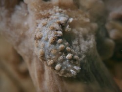 Dermatubranchus tuberculatus