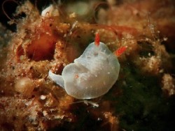 Diaphorodoris sp. 2