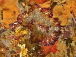 Discodoris boholiensis