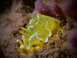 Diversidoris crocea