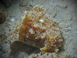 Dolabella auricularia 