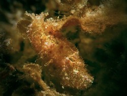 Dolabrifera dolabrifera