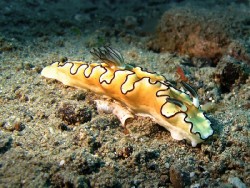 Doriprismatica atromarginata