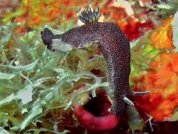 Doriprismatica stellata