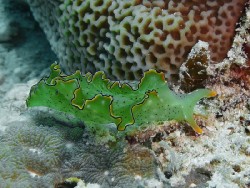 Elysia marginata