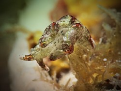 Elysia nigropunctata