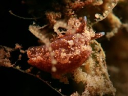 Elysia sp. 12