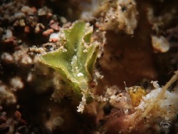 Elysia sp. 18