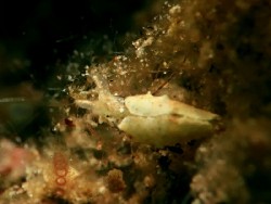 Elysia sp. 25