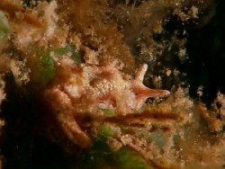 Elysia sp. 30