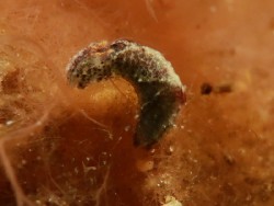 Elysia sp. 35