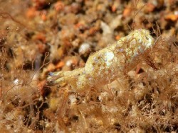 Elysia sp. 36