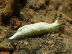 Elysia sp. 37