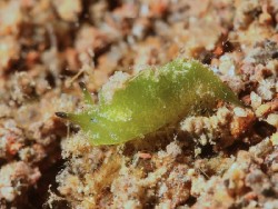 Elysia sp. 40