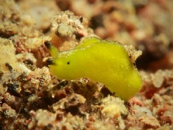 Elysia sp. 47