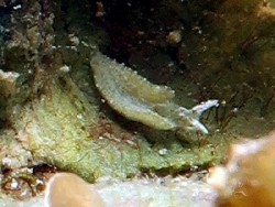 Elysia sp. C