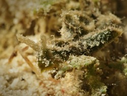 Elysia tomentosa