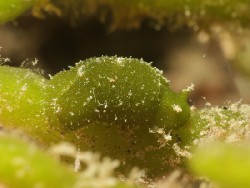 Elysia trisinuata