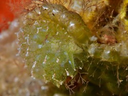 Ercolania cf. coerulea