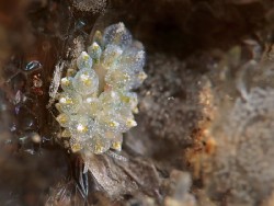 Ercolania coerulea