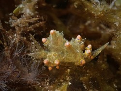 Eubranchus mandapamensis