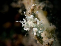 Eubranchus sp. 14