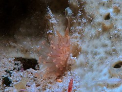 Eubranchus sp. 16