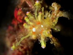Eubranchus sp. 2