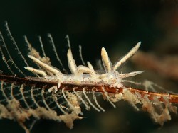 Eubranchus sp. 23