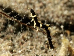 Eubranchus sp. 26